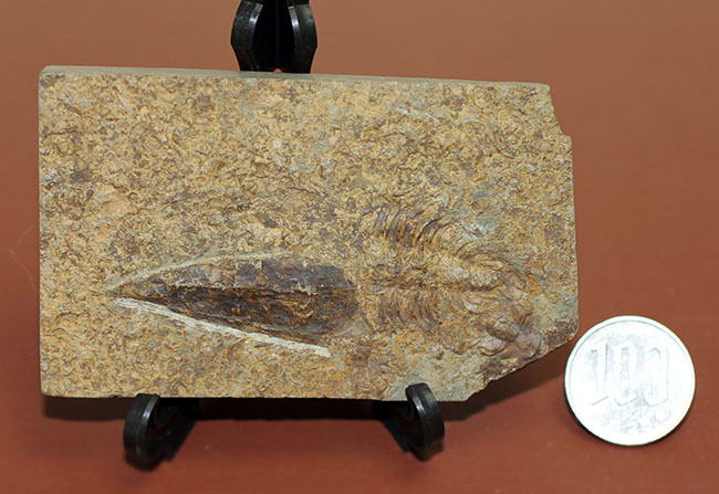 分類さえもままならない、謎多きカンブリア紀の生物、ヒオリテス（Hyolithes cecrops）の殻の化石（その12）
