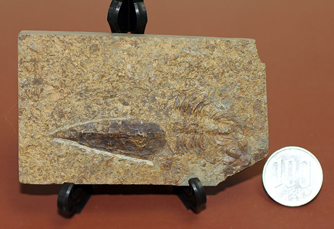 分類さえもままならない、謎多きカンブリア紀の生物、ヒオリテス(Hyolithes cecrops)の殻の化石(その12)