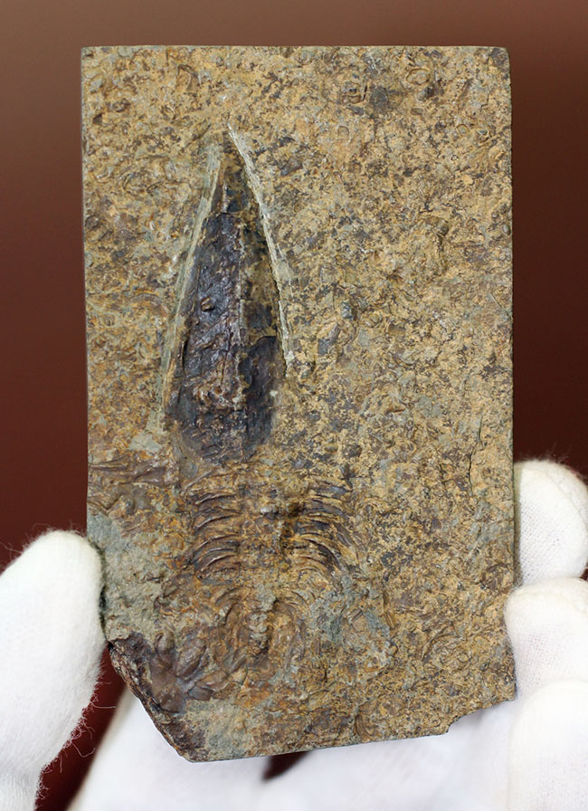 分類さえもままならない、謎多きカンブリア紀の生物、ヒオリテス(Hyolithes cecrops)の殻の化石(その2)