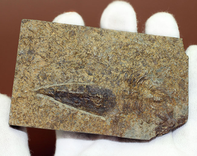 分類さえもままならない、謎多きカンブリア紀の生物、ヒオリテス(Hyolithes cecrops)の殻の化石(その3)