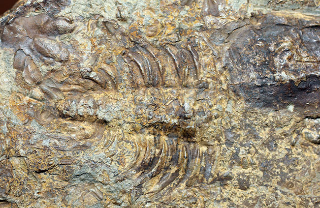 分類さえもままならない、謎多きカンブリア紀の生物、ヒオリテス（Hyolithes cecrops）の殻の化石（その4）
