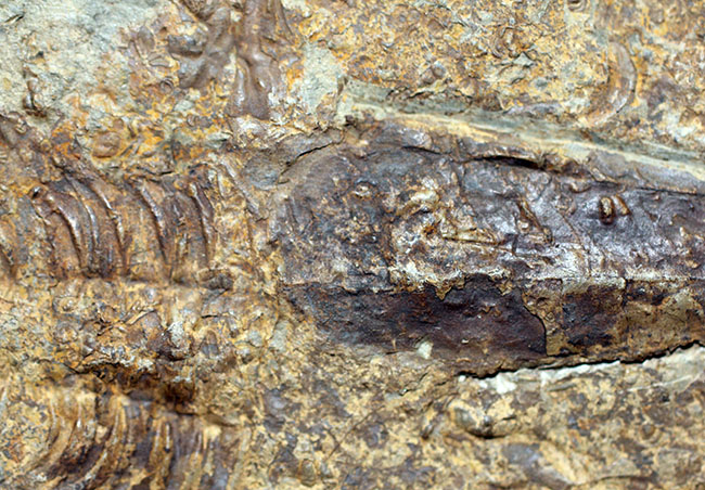 分類さえもままならない、謎多きカンブリア紀の生物、ヒオリテス（Hyolithes cecrops）の殻の化石（その5）