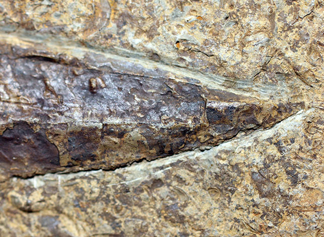 分類さえもままならない、謎多きカンブリア紀の生物、ヒオリテス(Hyolithes cecrops)の殻の化石(その6)