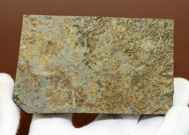 分類さえもままならない、謎多きカンブリア紀の生物、ヒオリテス(Hyolithes cecrops)の殻の化石(その8)