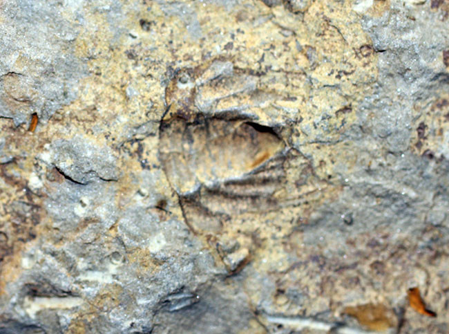 分類さえもままならない、謎多きカンブリア紀の生物、ヒオリテス(Hyolithes cecrops)の殻の化石(その9)