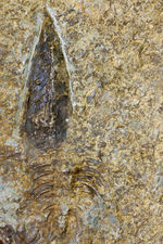 分類さえもままならない、謎多きカンブリア紀の生物、ヒオリテス（Hyolithes cecrops）の殻の化石