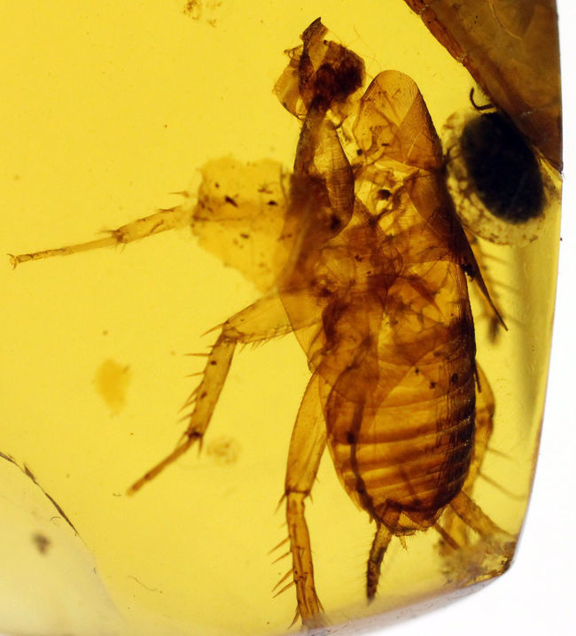 驚くべき保存状態！希少なビルマ琥珀、ゴキブリ類の幼虫が内包されたアンバー（Amber）。樹木の樹脂の化石（その1）
