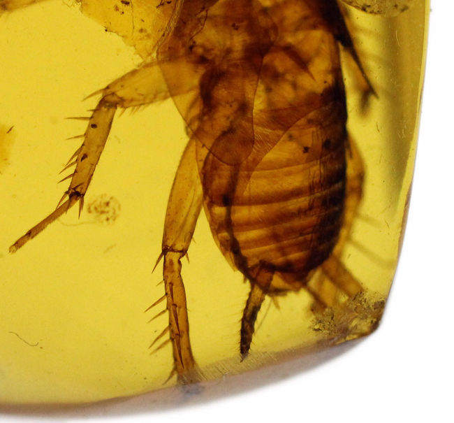 驚くべき保存状態！希少なビルマ琥珀、ゴキブリ類の幼虫が内包されたアンバー（Amber）。樹木の樹脂の化石（その2）