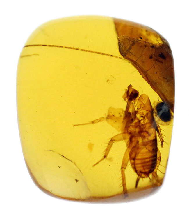 驚くべき保存状態！希少なビルマ琥珀、ゴキブリ類の幼虫が内包されたアンバー（Amber）。樹木の樹脂の化石（その3）