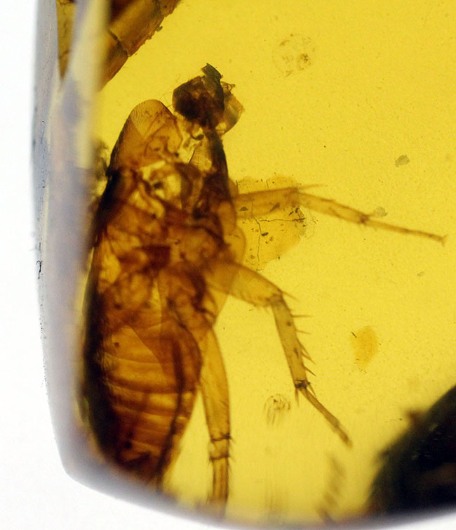 驚くべき保存状態！希少なビルマ琥珀、ゴキブリ類の幼虫が内包されたアンバー（Amber）。樹木の樹脂の化石（その4）
