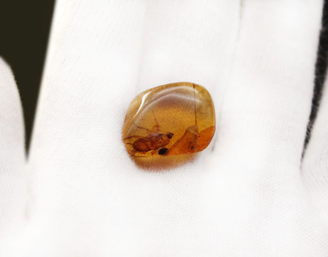 驚くべき保存状態！希少なビルマ琥珀、ゴキブリ類の幼虫が内包された