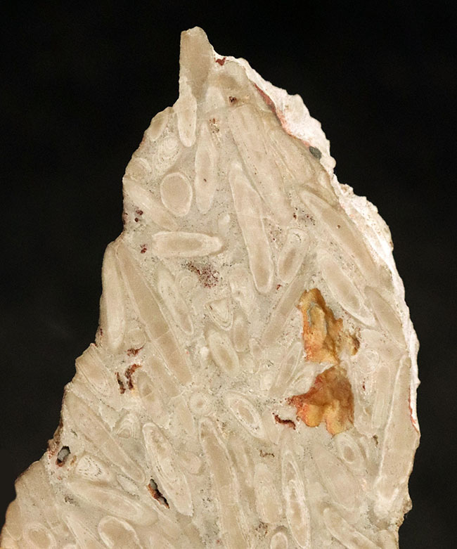 巨大フズリナ「ポリディエクソディナ（Polydiexodina shumardi）」断面研磨標本。単細胞生物とは思えないほど、立派な個体（その1）