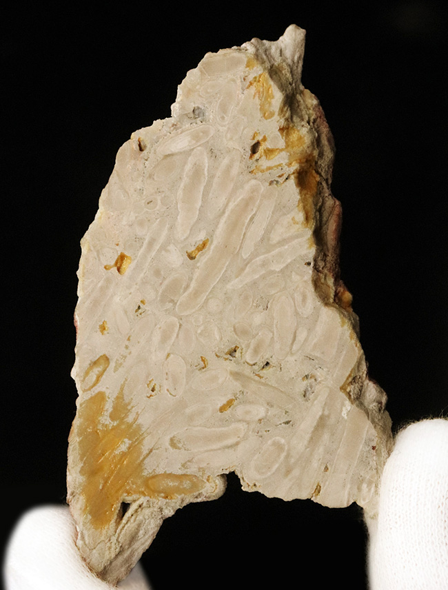 巨大フズリナ「ポリディエクソディナ（Polydiexodina shumardi）」断面研磨標本。単細胞生物とは思えないほど、立派な個体（その2）