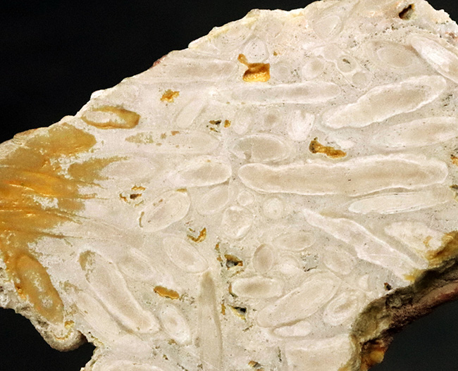巨大フズリナ「ポリディエクソディナ（Polydiexodina shumardi）」断面研磨標本。単細胞生物とは思えないほど、立派な個体（その3）