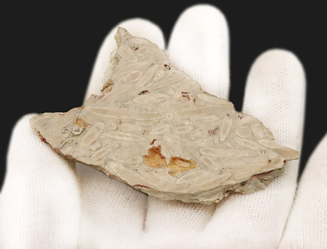 巨大フズリナ「ポリディエクソディナ（Polydiexodina shumardi）」断面研磨標本。単細胞生物とは思えないほど、立派な個体（その4）