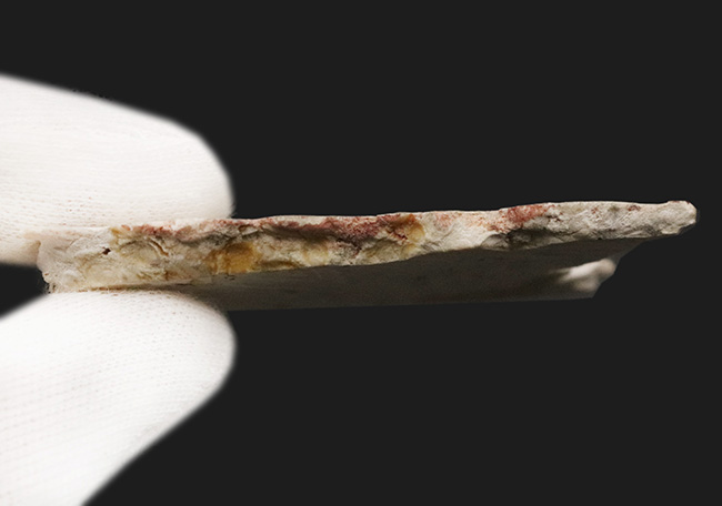 巨大フズリナ「ポリディエクソディナ（Polydiexodina shumardi）」断面研磨標本。単細胞生物とは思えないほど、立派な個体（その5）