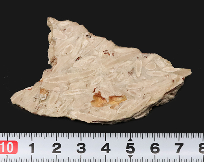 巨大フズリナ「ポリディエクソディナ（Polydiexodina shumardi）」断面研磨標本。単細胞生物とは思えないほど、立派な個体（その6）