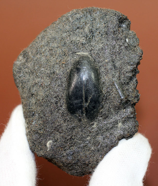 米国カリフォルニア州産タールピット、昆虫ハイドロフィルス（Hydrophilus sp.）の化石（その1）