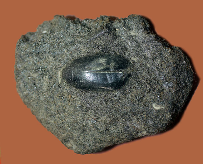 米国カリフォルニア州産タールピット、昆虫ハイドロフィルス（Hydrophilus sp.）の化石（その2）