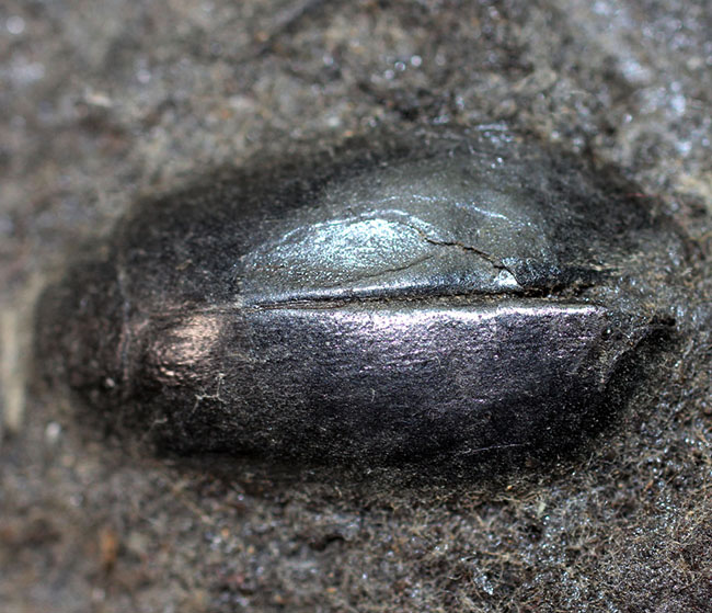 米国カリフォルニア州産タールピット、昆虫ハイドロフィルス