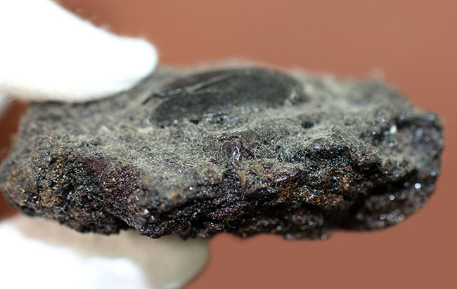 米国カリフォルニア州産タールピット、昆虫ハイドロフィルス（Hydrophilus sp.）の化石 化石 販売