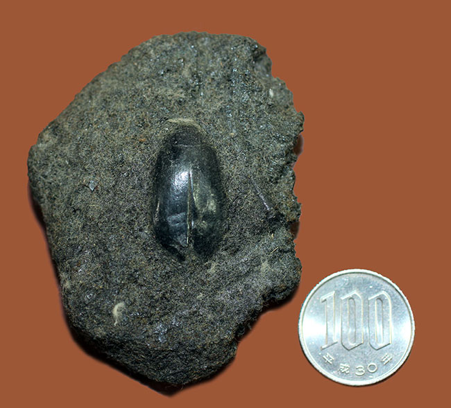 米国カリフォルニア州産タールピット、昆虫ハイドロフィルス（Hydrophilus sp.）の化石（その7）