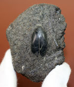 米国カリフォルニア州産タールピット、昆虫ハイドロフィルス（Hydrophilus sp.）の化石