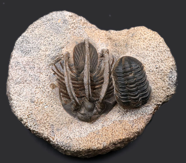 特徴的な３本の棘！モロッコ産のレア三葉虫、コリハペルティス（Kolihapeltis rabatensis）の化石。ファコプス付き（その1）