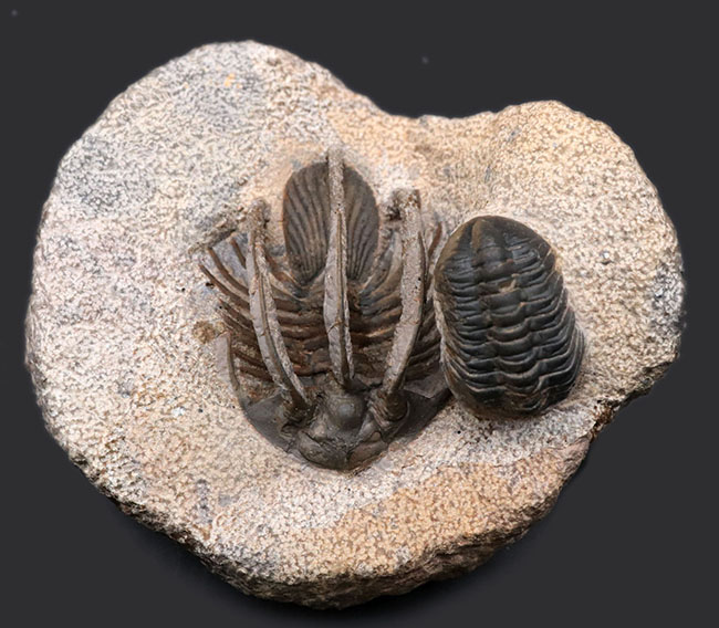 特徴的な3本の棘!モロッコ産のレア三葉虫、コリハペルティス(Kolihapeltis rabatensis)の化石。ファコプス付き(その1)