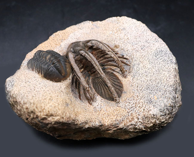 特徴的な３本の棘！モロッコ産のレア三葉虫、コリハペルティス（Kolihapeltis rabatensis）の化石。ファコプス付き（その10）