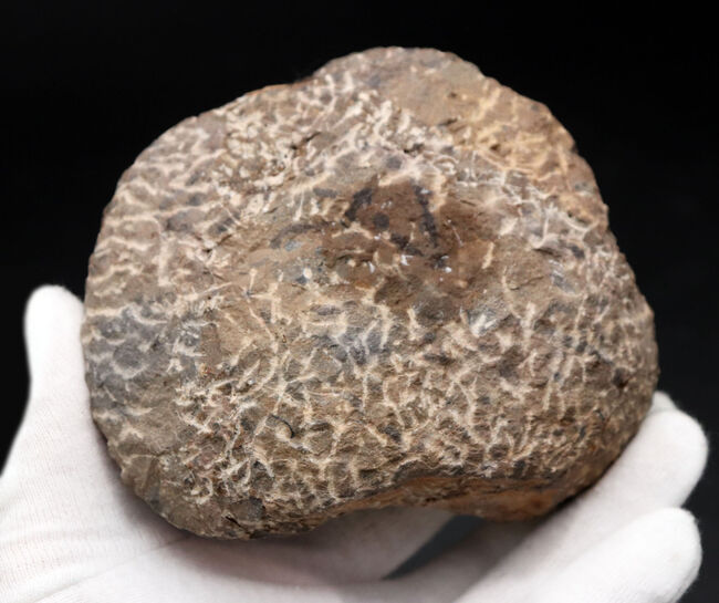 特徴的な3本の棘!モロッコ産のレア三葉虫、コリハペルティス(Kolihapeltis rabatensis)の化石。ファコプス付き(その11)