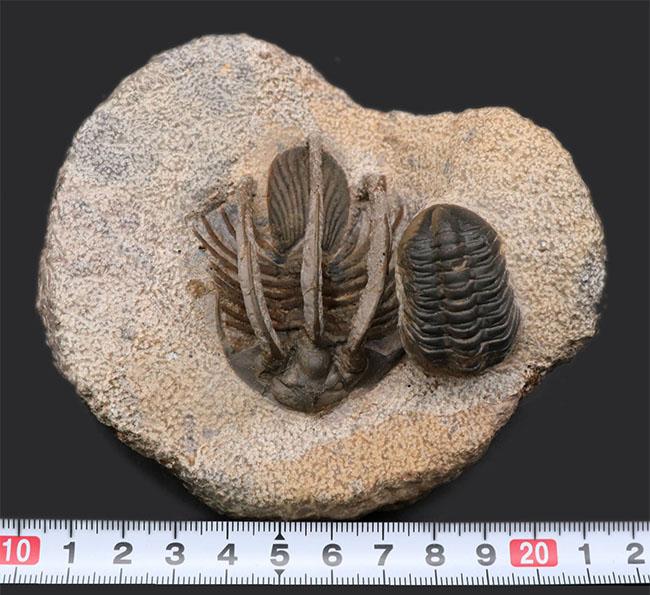 特徴的な３本の棘！モロッコ産のレア三葉虫、コリハペルティス（Kolihapeltis rabatensis）の化石。ファコプス付き（その12）