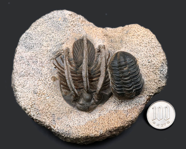 特徴的な３本の棘！モロッコ産のレア三葉虫、コリハペルティス（Kolihapeltis rabatensis）の化石。ファコプス付き（その13）