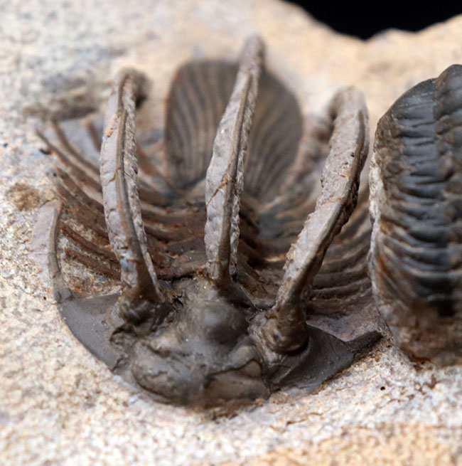特徴的な３本の棘！モロッコ産のレア三葉虫、コリハペルティス（Kolihapeltis rabatensis）の化石。ファコプス付き（その2）