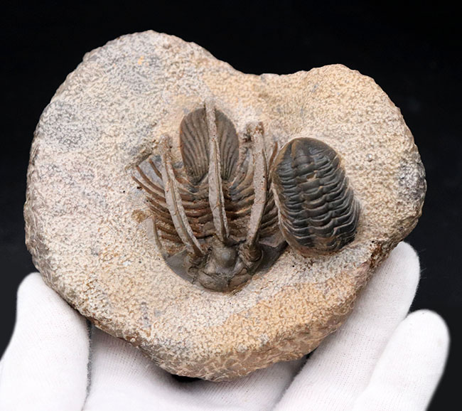 特徴的な３本の棘！モロッコ産のレア三葉虫、コリハペルティス（Kolihapeltis rabatensis）の化石。ファコプス付き