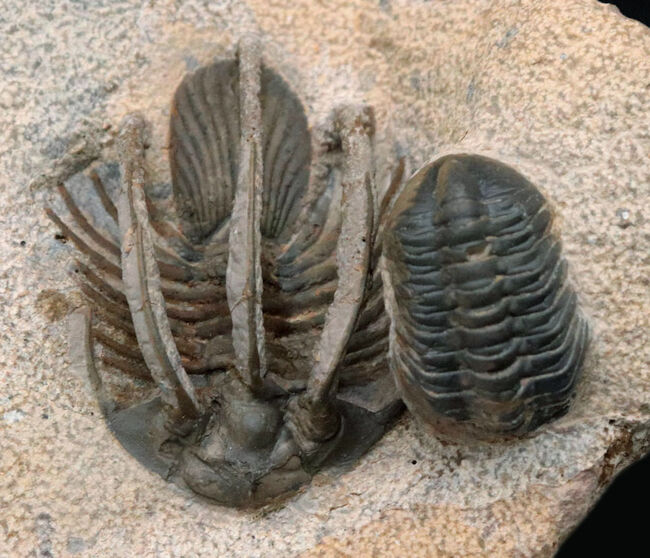 特徴的な３本の棘！モロッコ産のレア三葉虫、コリハペルティス（Kolihapeltis rabatensis）の化石。ファコプス付き