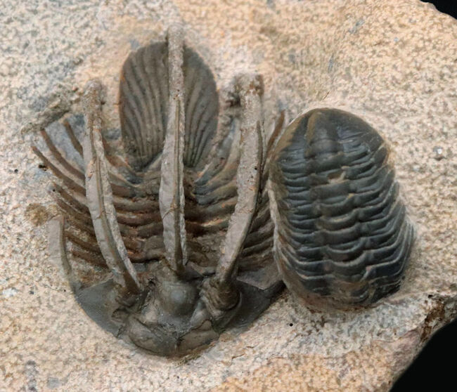 特徴的な3本の棘!モロッコ産のレア三葉虫、コリハペルティス(Kolihapeltis rabatensis)の化石。ファコプス付き(その4)