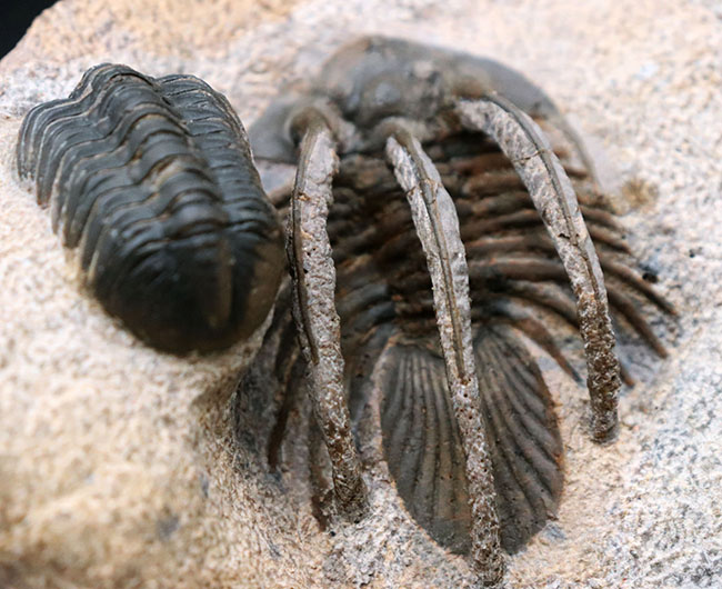 特徴的な３本の棘！モロッコ産のレア三葉虫、コリハペルティス（Kolihapeltis rabatensis）の化石。ファコプス付き（その5）
