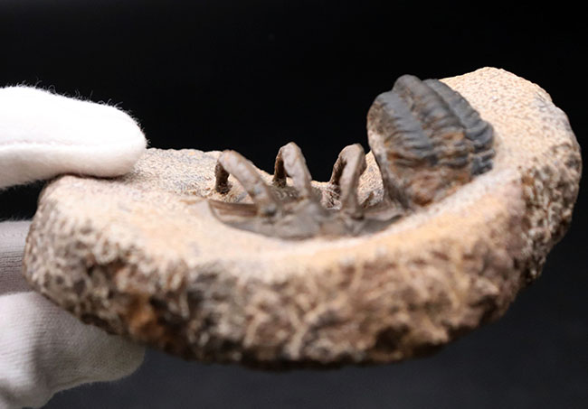 特徴的な３本の棘！モロッコ産のレア三葉虫、コリハペルティス（Kolihapeltis rabatensis）の化石。ファコプス付き（その6）