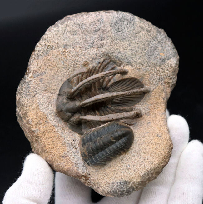 特徴的な３本の棘！モロッコ産のレア三葉虫、コリハペルティス（Kolihapeltis rabatensis）の化石。ファコプス付き（その7）