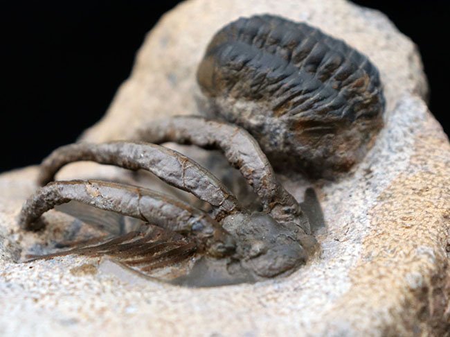 特徴的な３本の棘！モロッコ産のレア三葉虫、コリハペルティス（Kolihapeltis rabatensis）の化石。ファコプス付き（その8）