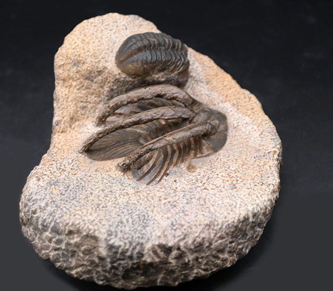 特徴的な３本の棘！モロッコ産のレア三葉虫、コリハペルティス（Kolihapeltis rabatensis）の化石。ファコプス付き（その9）