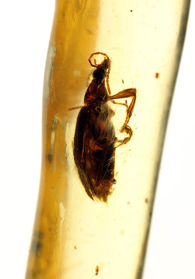 希少！甲虫類を内包したマダガスカル産コーパル（Copal）（その1）