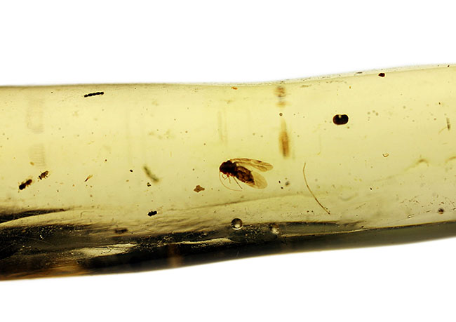 希少！甲虫類を内包したマダガスカル産コーパル（Copal）（その12）