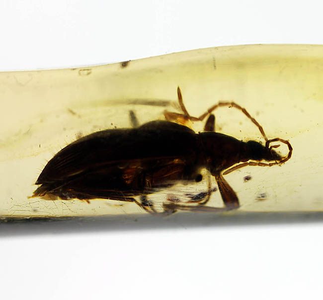 希少！甲虫類を内包したマダガスカル産コーパル（Copal）（その14）