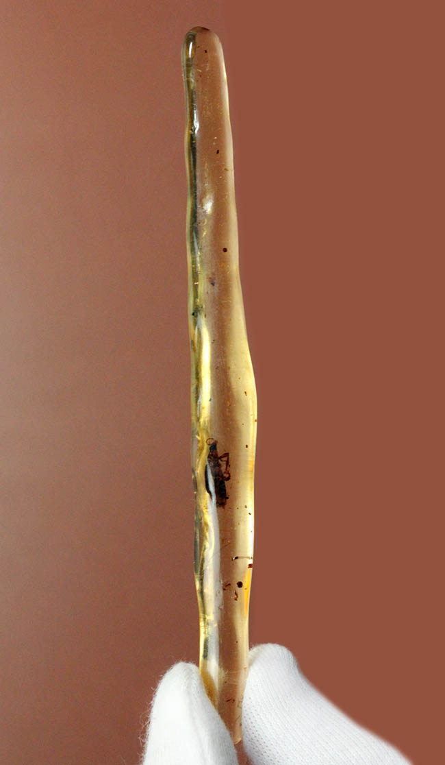希少！甲虫類を内包したマダガスカル産コーパル（Copal）（その15）