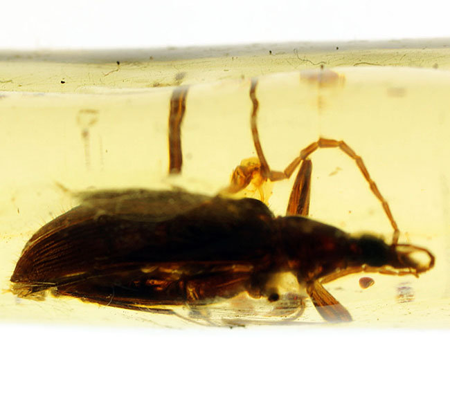 希少！甲虫類を内包したマダガスカル産コーパル（Copal）（その16）
