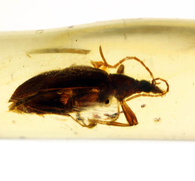 希少！甲虫類を内包したマダガスカル産コーパル（Copal）（その2）