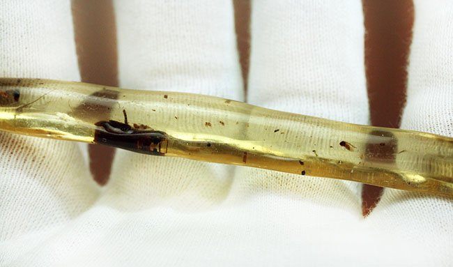 希少！甲虫類を内包したマダガスカル産コーパル（Copal）（その5）