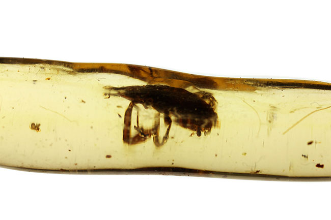 希少！甲虫類を内包したマダガスカル産コーパル（Copal）（その7）
